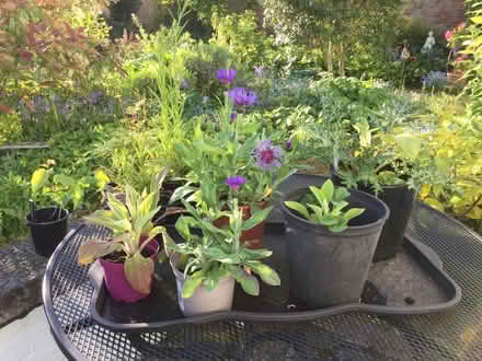 Photo of free Summer flowering perennials (Norton juxta Twycross CV9) #2