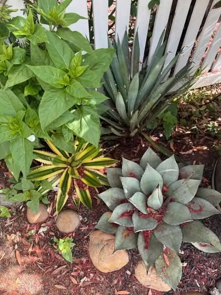 Photo of free Full size agave plants (Alameda) (West side) #1