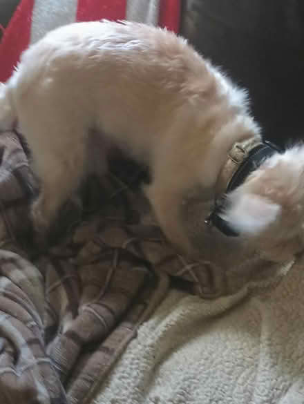 Photo of free Little Dog clothes (Grafton WV. 26354) #2