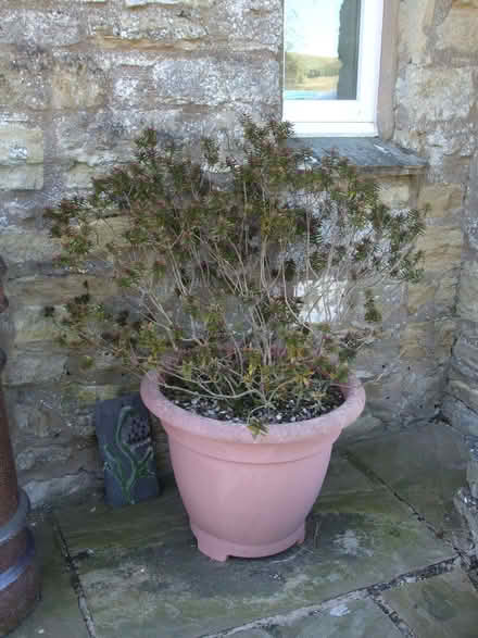 Photo of free Large Hebe (Mrs Winder variety) in pot (Orton CA10) #1