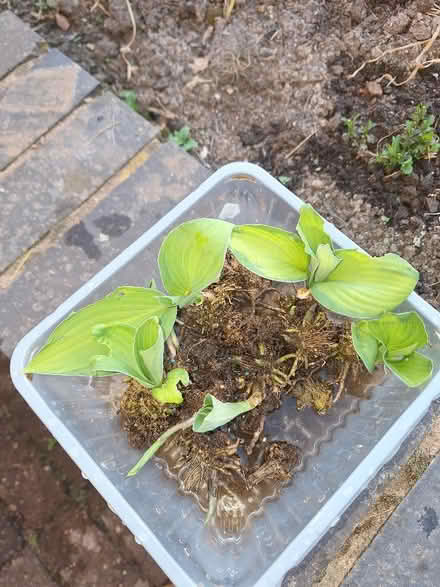 Photo of free Hosta baby plants (Malvern Link WR14) #1