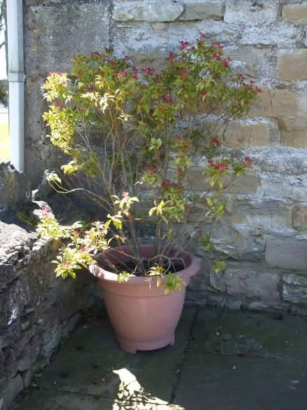 Photo of free Large Pieris (Mountain Flame variety?) in a pot (Orton CA10) #1