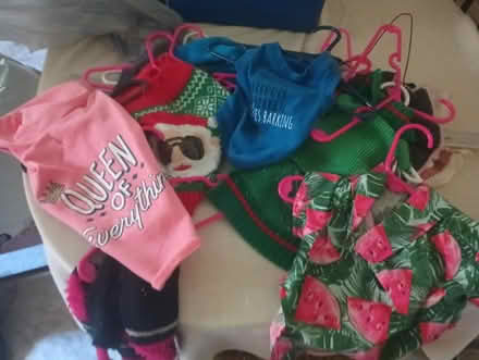Photo of free Little Dog clothes (Grafton WV. 26354) #1