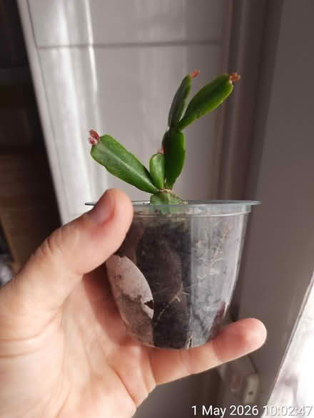 Photo of free Xmas cactus in Ø8cm plastic cup (Edgwarebury Lane) #3