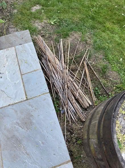 Photo of free Bamboo canes (west hitchin sg5 2he) #2
