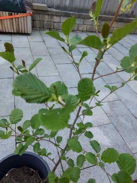 Photo of free Two young trees - birch? (BT11) #3