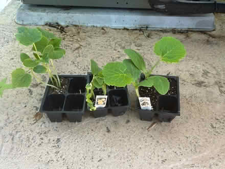 Photo of free Vegetable Plants (Ellicott City) #1