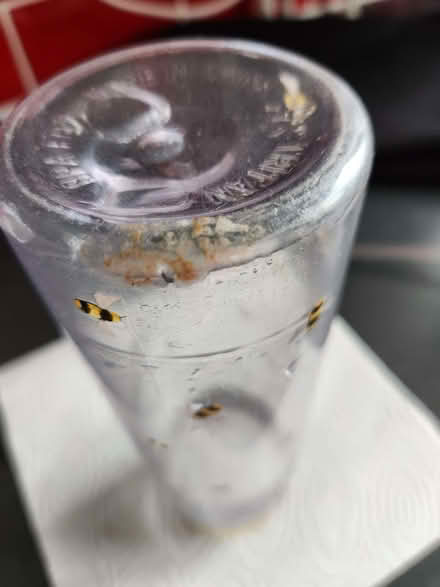 Photo of free Drinks bottle (Northop Hall CH7) #3