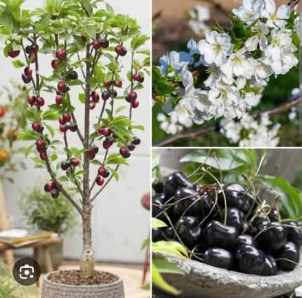 Photo of Stella cherry tree brance (HU8 james reckitt) #2