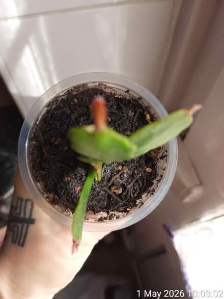 Photo of free Xmas cactus in Ø8cm plastic cup (Edgwarebury Lane) #2