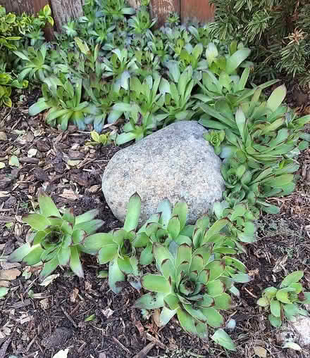 Photo of free Hen & chicks outdoor succulents (North Greenwood) #1