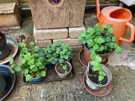 Photo of free Wild violet plants (Bernards Heath AL3) #1