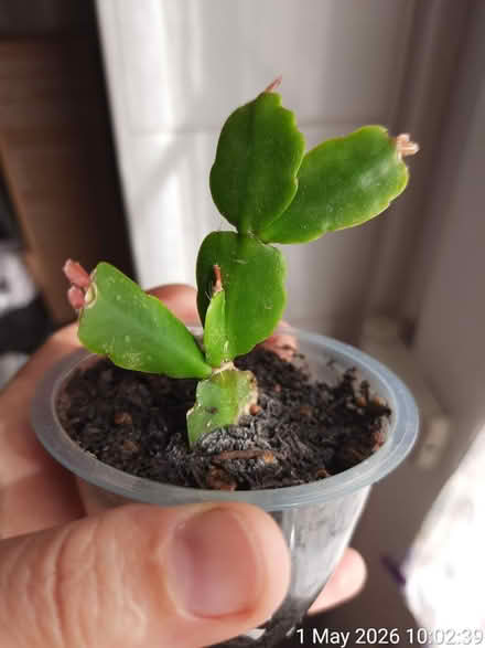 Photo of free Xmas cactus in Ø8cm plastic cup (Edgwarebury Lane) #1