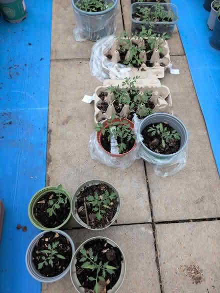 Photo of free Tomato π
plants seedlings (Stonehouse) #1