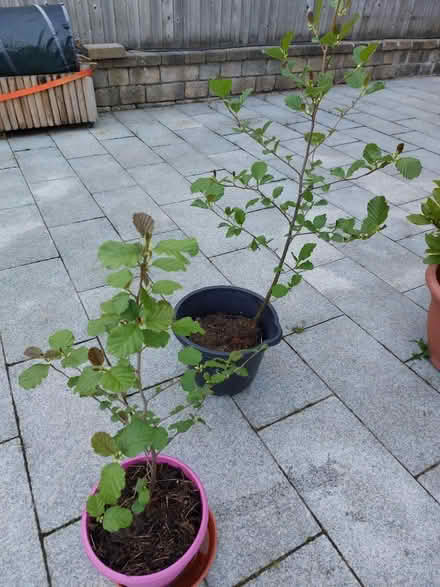 Photo of free Two young trees - birch? (BT11) #2