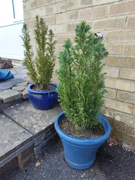 Photo of free Potted trees (Carterton OX18) #1