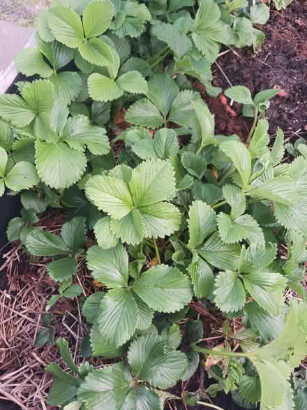 Photo of free Strawberry runners (Ellesmere Port CH65) #1