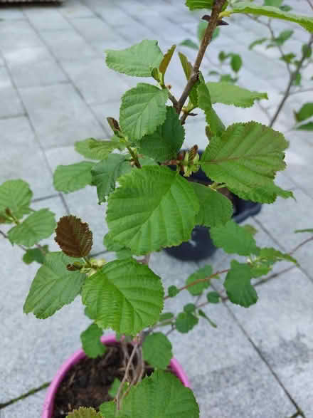 Photo of free Two young trees - birch? (BT11) #1