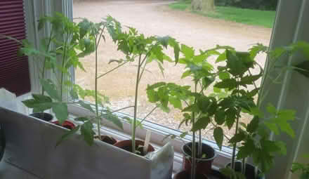 Photo of free Tomato Plants (Appleby-in-Westmorland CA16) #1