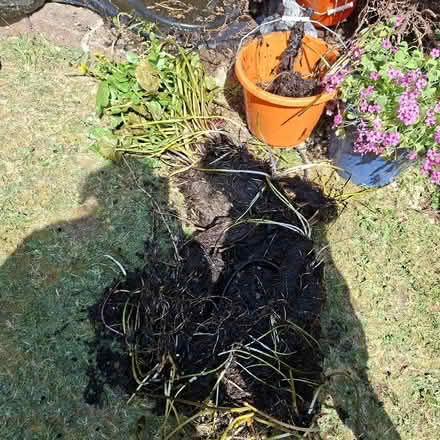 Photo of free Pond Lilly... loads to cut up and pot on (Poplars SG2) #1
