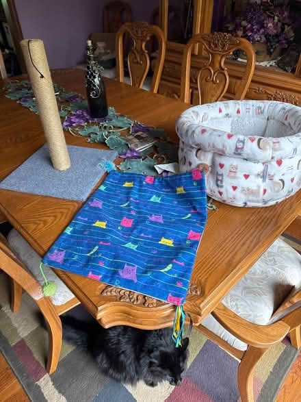 Photo of free Cat supplies (Far West side of Danbury) #1