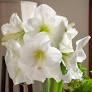 Photo of free White Amaryllis Bulb (North Boulder/Wonderland HIll) #1