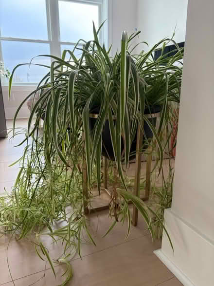 Photo of free Spider plant with stand (01880) #2