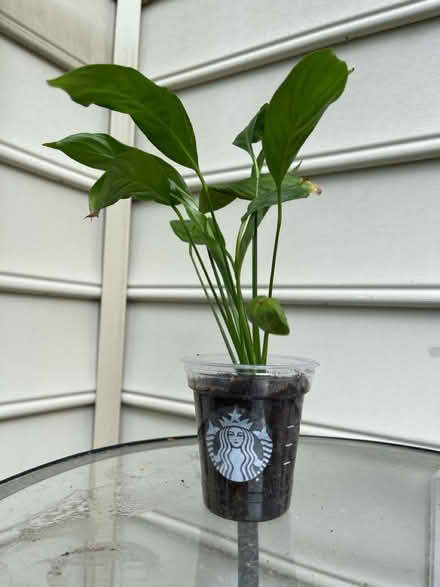 Photo of free Peace lily plants in cups (Piney Orchard) #1