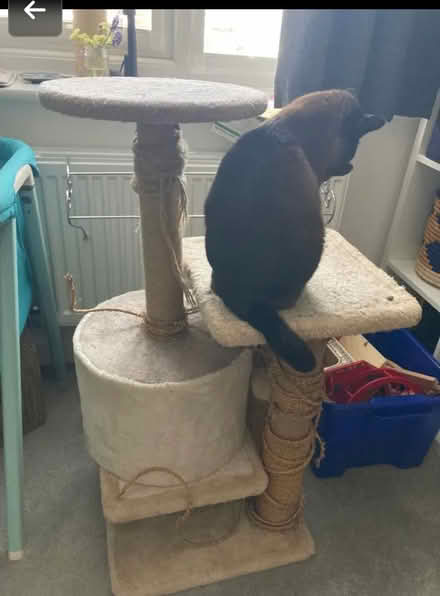 Photo of free Red 2 seater sofa - 2 cat trees - cat litter tray hooded lid (Penrith CA11) #3