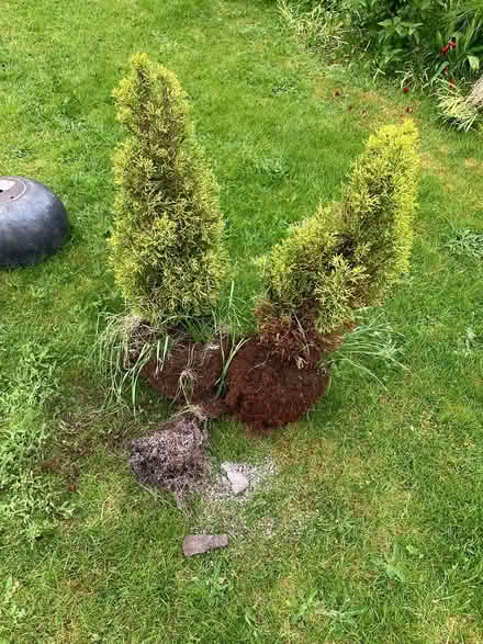 Photo of free Lemon Scented Cypress Trees (BD16) #1