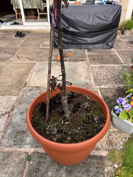 Photo of free Crab apple tree (Hurst Green BB7) #3