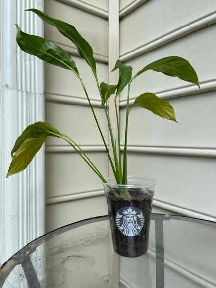 Photo of free Peace lily plants in cups (Piney Orchard) #4