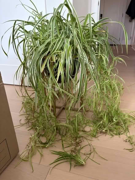 Photo of free Spider plant with stand (01880) #1