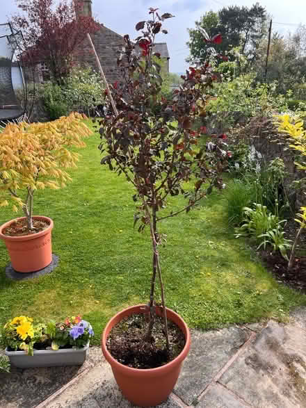 Photo of free Crab apple tree (Hurst Green BB7) #1