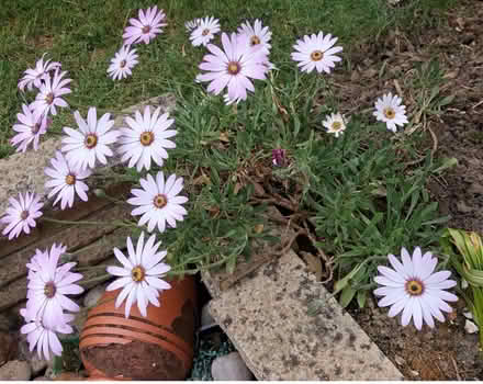 Photo of free African Daisy, Osteosperum (World's End RH15) #1