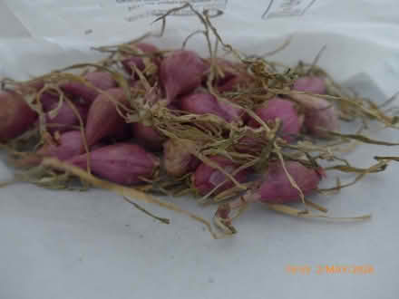 Photo of free Shallot sets (City Centre NR3) #1