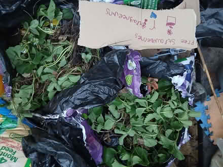 Photo of free Strawberry plants (Penrith CA11) #1