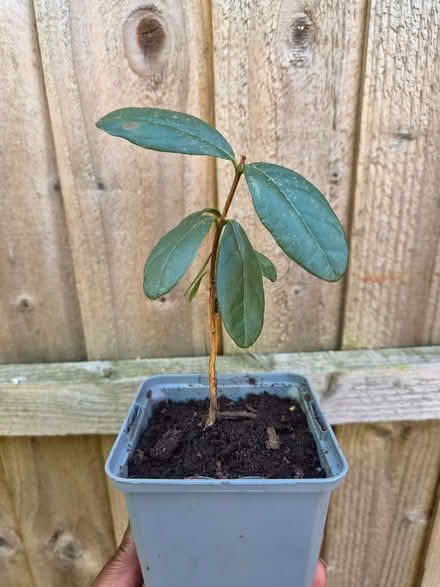Photo of free Small Azalea plant and Pineapple Guava Sapling (Loughton IG10) #2