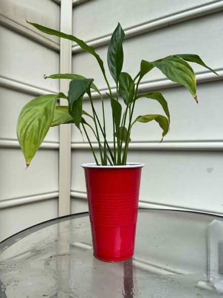 Photo of free Peace lily plants in cups (Piney Orchard) #3