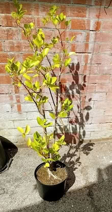 Photo of free Griselinia Hedging Plant (Parkstone BH12) #2