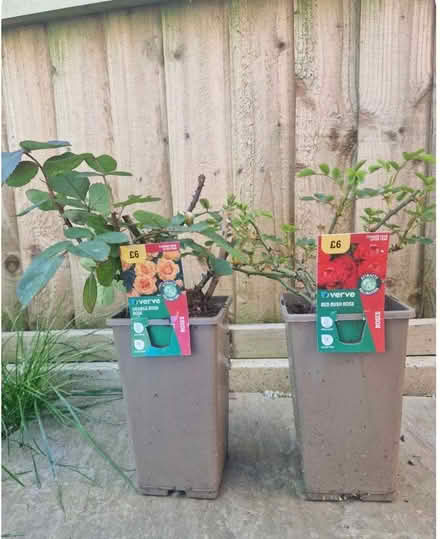 Photo of free Three Small Rose Bushes (Loughton IG10) #2