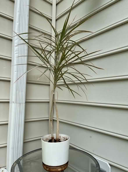 Photo of free Potted Dracaena bicolor plant (Piney Orchard) #1