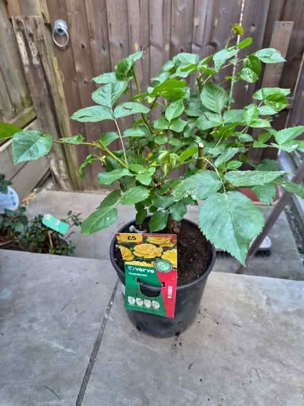 Photo of free Three Small Rose Bushes (Loughton IG10) #1