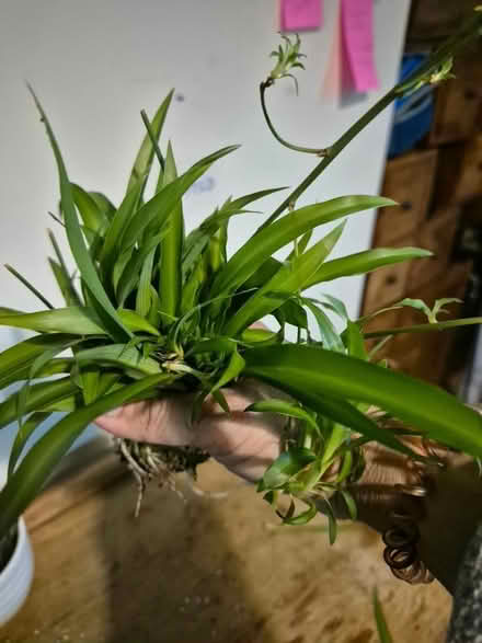 Photo of free Spider plant cuttings (Horsham Town area) #3