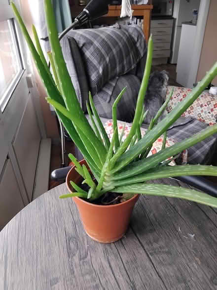Photo of free Aloe (Middleton M24) #1