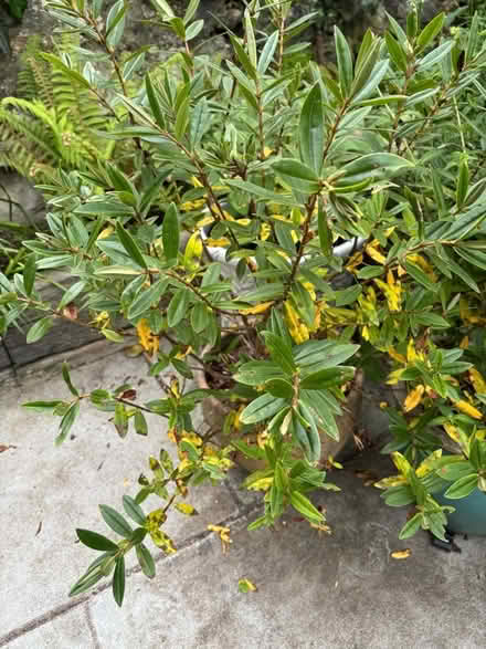 Photo of free Hebe plant (Hayle TR27) #1