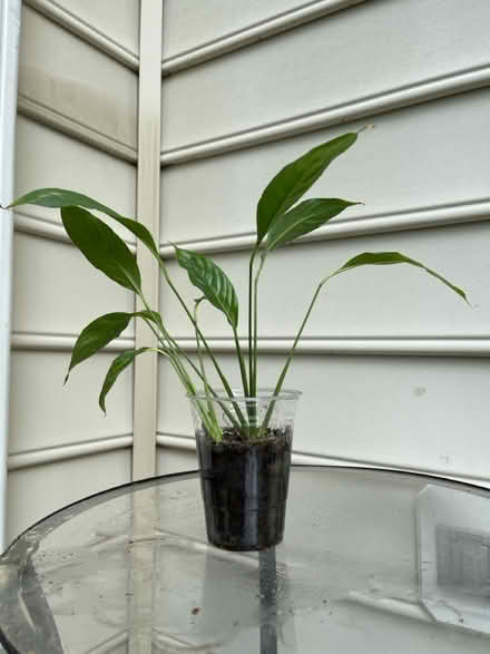 Photo of free Peace lily plants in cups (Piney Orchard) #2