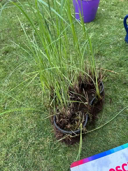 Photo of free Carex pond plant (Southdown BA2) #1
