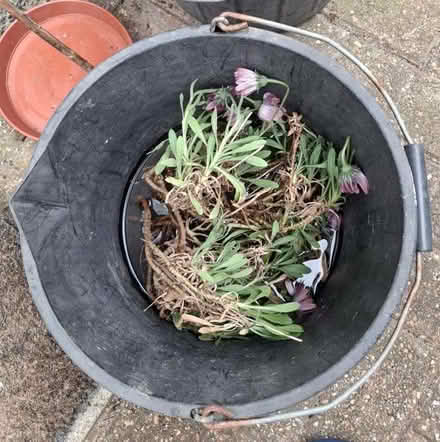 Photo of free African Daisy, Osteosperum (World's End RH15) #2