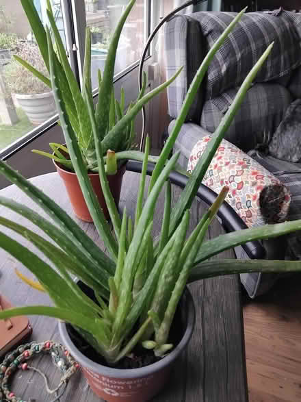 Photo of free Aloe number 2 (Middleton M24) #1
